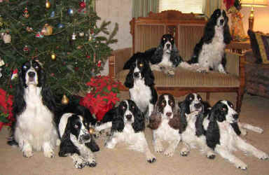 Bondir English Springer Spaniels Christmas 2007
