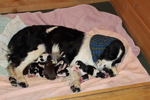 Liesl with her 8 one day old puppies