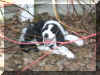 Gertie enjoys the Dogwood