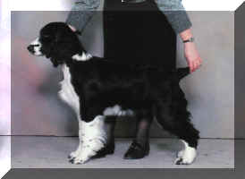 Rosalie at 2nd show, Reserve Winners Female & Best Puppy