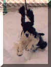 Cally enjoys the snow Winter 1998!