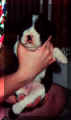 Callypup.jpg (13295 bytes)