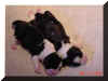 Gigi & Oliver sleep @ 5 days of age!