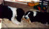 Oliver & Gigi play