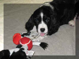 Adelaide plays with toy, but the tag is the best part!