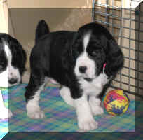 Adelaide checks out the family room